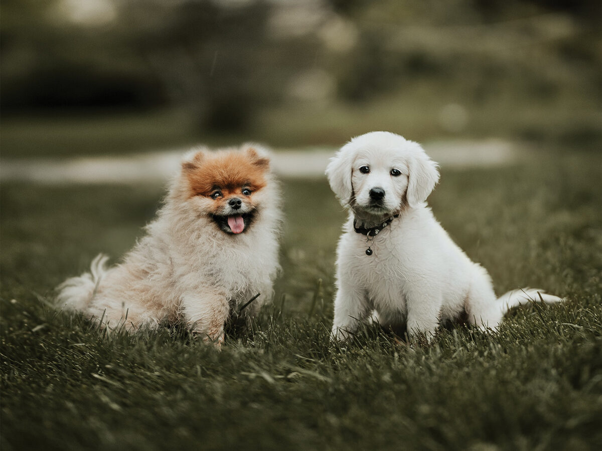 Two puppies posing for a picture at the park