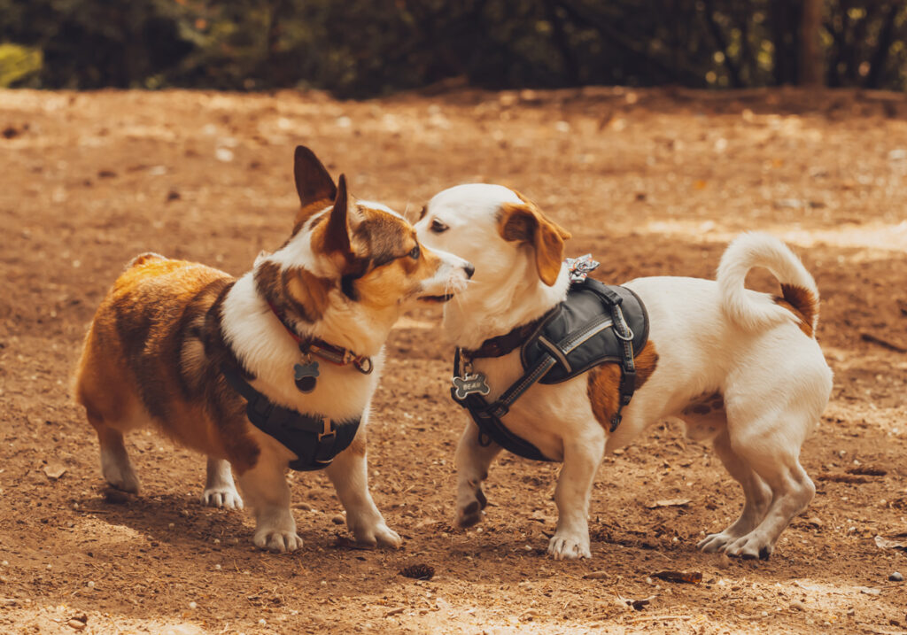 two small dogs at dog park