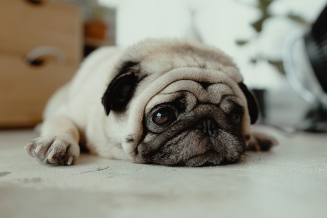 Pug dog looking sad photo by JC Gellidon on Unsplash