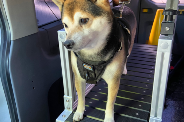 Shiba Imu using mobile dog gym