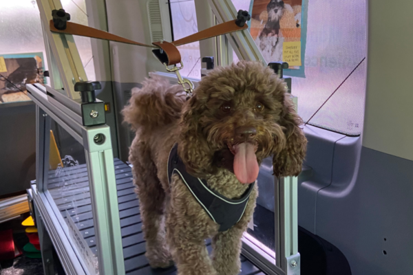 Poodle using mobile dog gym