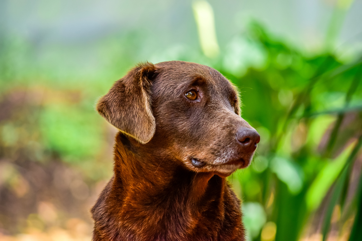 Senior Dogs, Exercise and the Benefits