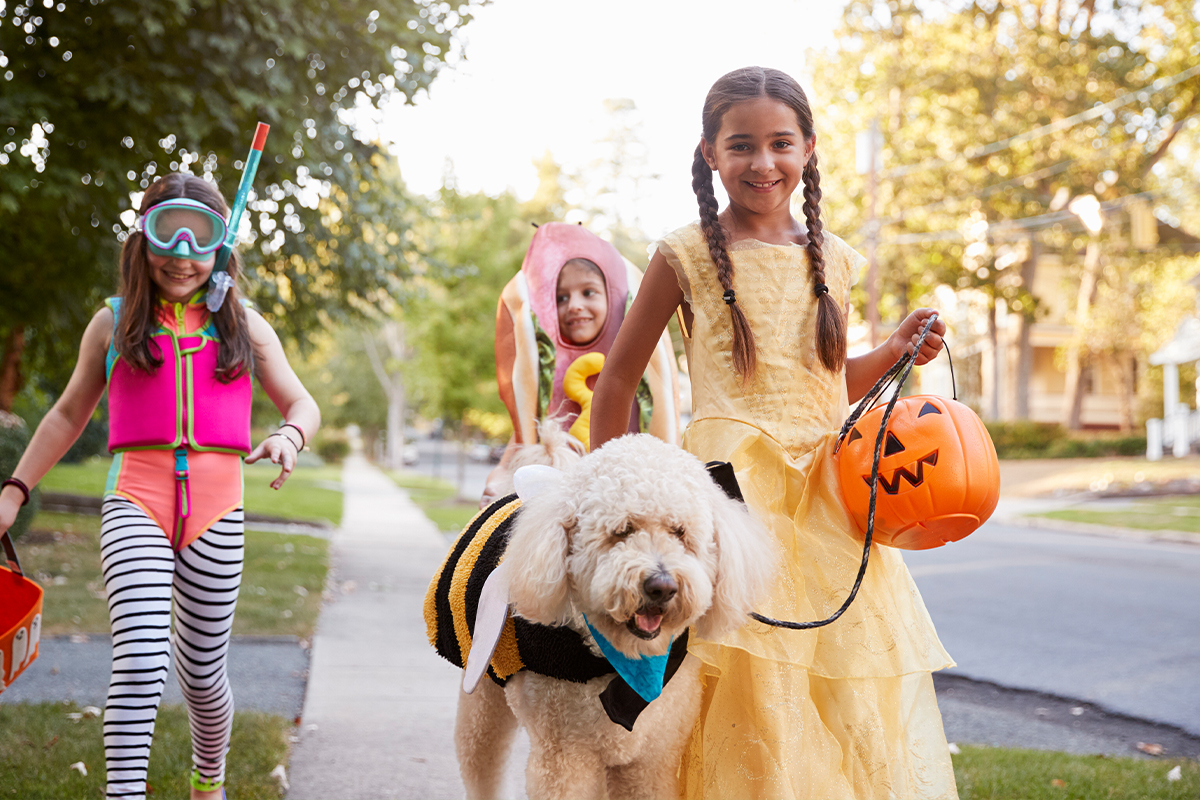 Dogs and the Dangers of Halloween Candy