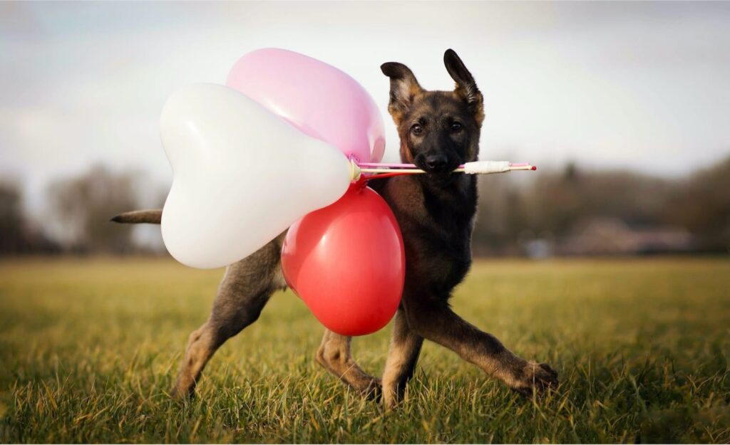 happy dog running with balloons