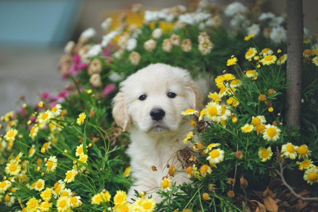 White dog sitting between yellow flowers