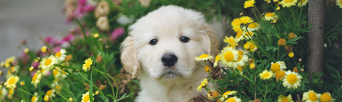 Small white dog sitting between yellow flowers
